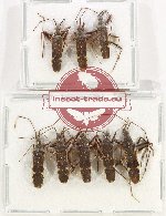 Scientific lot no. 1423 Heteroptera (8 pcs)