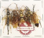 Scientific lot no. 570 Hymenoptera (5 pcs)