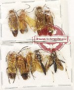 Scientific lot no. 575 Hymenoptera (9 pcs)