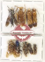 Scientific lot no. 572 Hymenoptera (8 pcs)