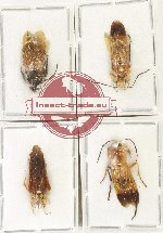 Scientific lot no. 569 Hymenoptera (4 pcs)