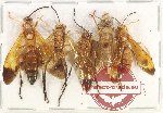 Scientific lot no. 573 Hymenoptera (5 pcs)