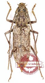 Aeolesthes sp. 4 (A2)