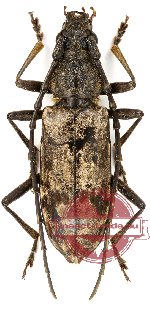 Aeolesthes textor (A2)