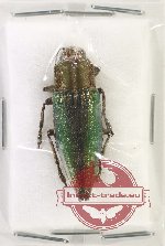 Cyphogastra satrapa obiensis (A-)