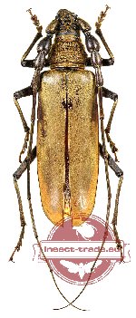 Neocerambyx katarinae (A-)