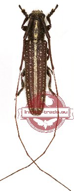 Pothyne paralaosensis