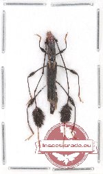 Camelocerambyx sp. 1 (A2)