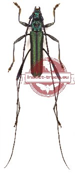 Callichromatini sp. 2