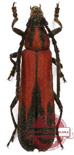 Erythrus sp. 7 (A2)