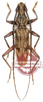 Dialeges egenus Pascoe, 1869