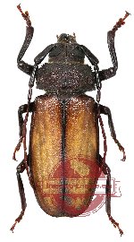 Agrianome colffsi (A-)