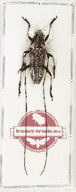 Lamiinae sp. 74