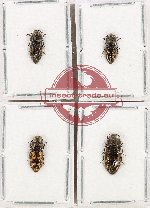 Scientific lot no. 135 Buprestidae (4 pcs)