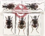 Scientific lot no. 896 Carabidae (Carabus sp.) (5 pcs - 1 pc A2)