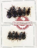 Scientific lot no. 904 Carabidae (10 pcs)