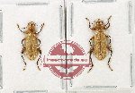 Scientific lot no. 131 Cleridae (2 pcs)