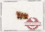 Scientific lot no. 196 Scolytidae (5 pcs)