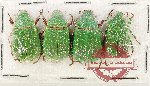 Scientific lot no. 406 Rutelinae (4 pcs)