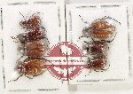 Scientific lot no. 252 Melolonthinae (7 pcs)