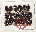 Scientific lot no. 1404 Heteroptera (Cydnidae) (20 pcs)