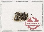 Scientific lot no. 577 Hymenoptera (5 pcs)