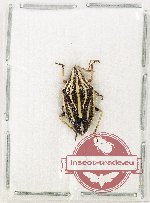 Pentatomidae sp. 73