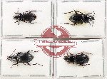 Scientific lot no. 898 Carabidae (4 pcs A, A-, A2)