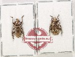 Scientific lot no. 340 Cerambycidae (2 pcs)