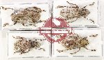 Scientific lot no. 334 Cerambycidae (4 pcs)