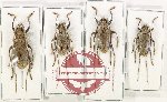 Scientific lot no. 341 Cerambycidae (Acalolepta spp.) (4 pcs)