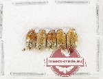 Scientific lot no. 623 Chrysomelidae (5 pcs)