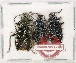 Scientific lot no. 22 Lagriidae (3 pcs A2)