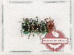 Scientific lot no. 619 Chrysomelidae (4 pcs)