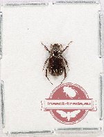 Scientific lot no. 243 Melolonthinae (1 pc)