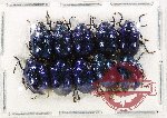 Scientific lot no. 625 Chrysomelidae (10 pcs)
