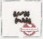 Scientific lot no. 935 Coprophaga (10 pcs)