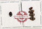 Scientific lot no. 211 Nitidulidae (5 pcs)