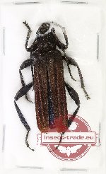 Hexamitodera semivelutina (A2)