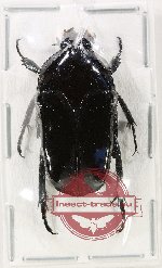 Ischiopsopha (s.str.) obiensis