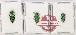 Scientific lot no. 131 Buprestidae (3 pcs)