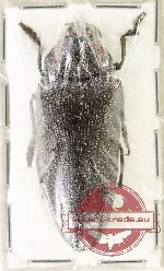 Steraspis arabica (A2)