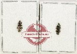 Helotidae Scientific lot no. 43 (Neohelota dubia) (2 pcs)