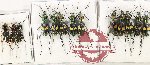 Scientific lot no. 85 Cicindelidae (13 pcs A-, A2)