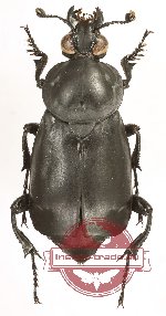 Nicrophorus concolor (A2)