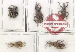 Scientific lot no. 1005 Curculionidae (5 pcs - 1 pc A2)