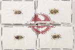 Scientific lot no. 1011 Curculionidae (4 pcs)