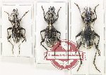 Scientific lot no. 895 Carabidae (3 pcs - 2 pcs A2)