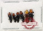 Scientific lot no. 41 Languridae (6 pcs A, A-, A2)