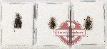 Scientific lot no. 21 Lagriidae (3 pcs A, A-, A2)